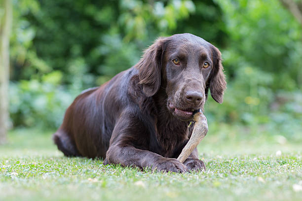 German Longhaired Pointer
