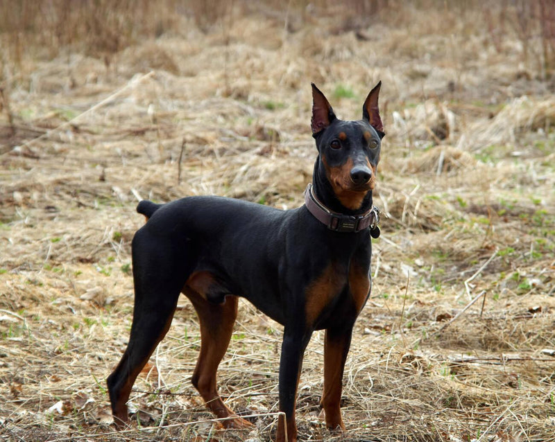 German Pinscher