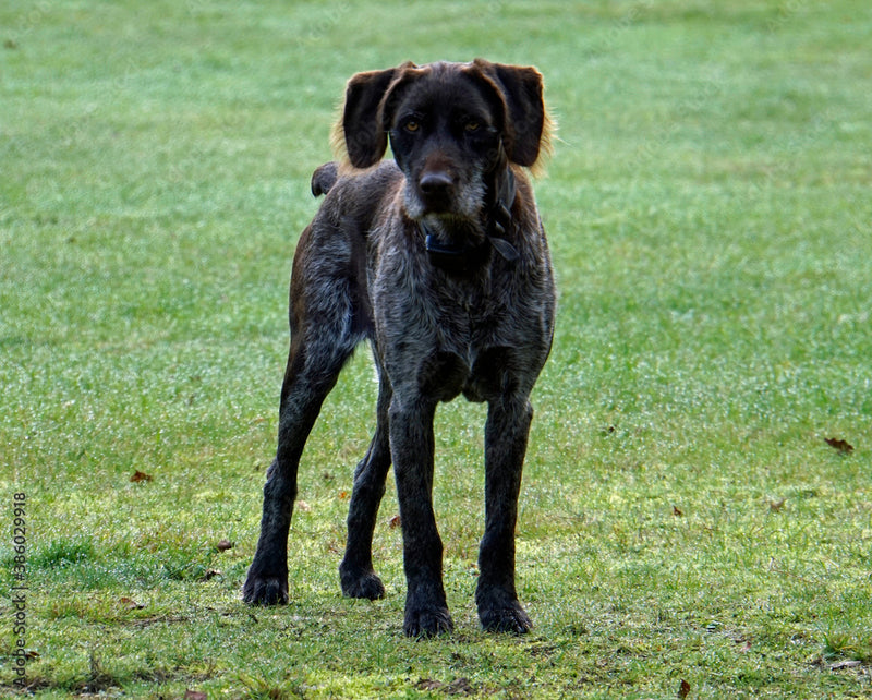 German Roughhaired Pointer