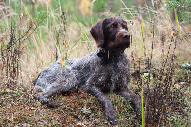 German Wirehaired Pointer (GWP)