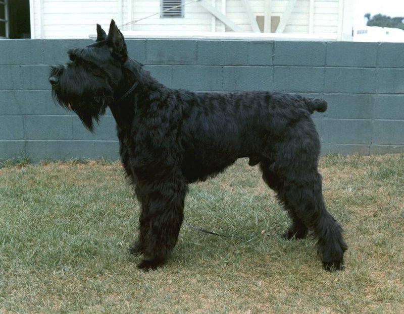 Schnauzer