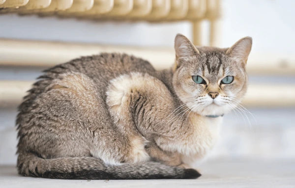 Burmilla Cat