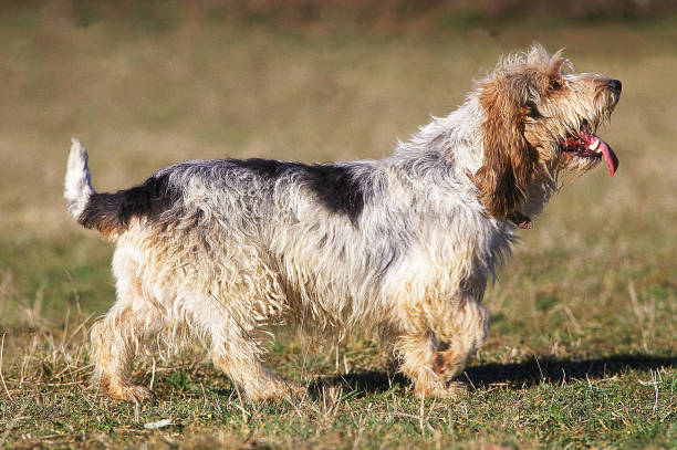 Grand Basset Griffon Vendéen