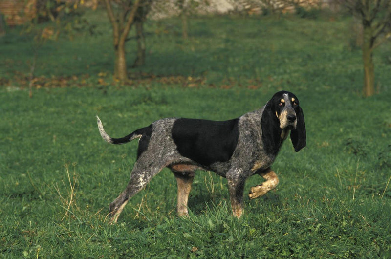 Grand Bleu de Gascogne