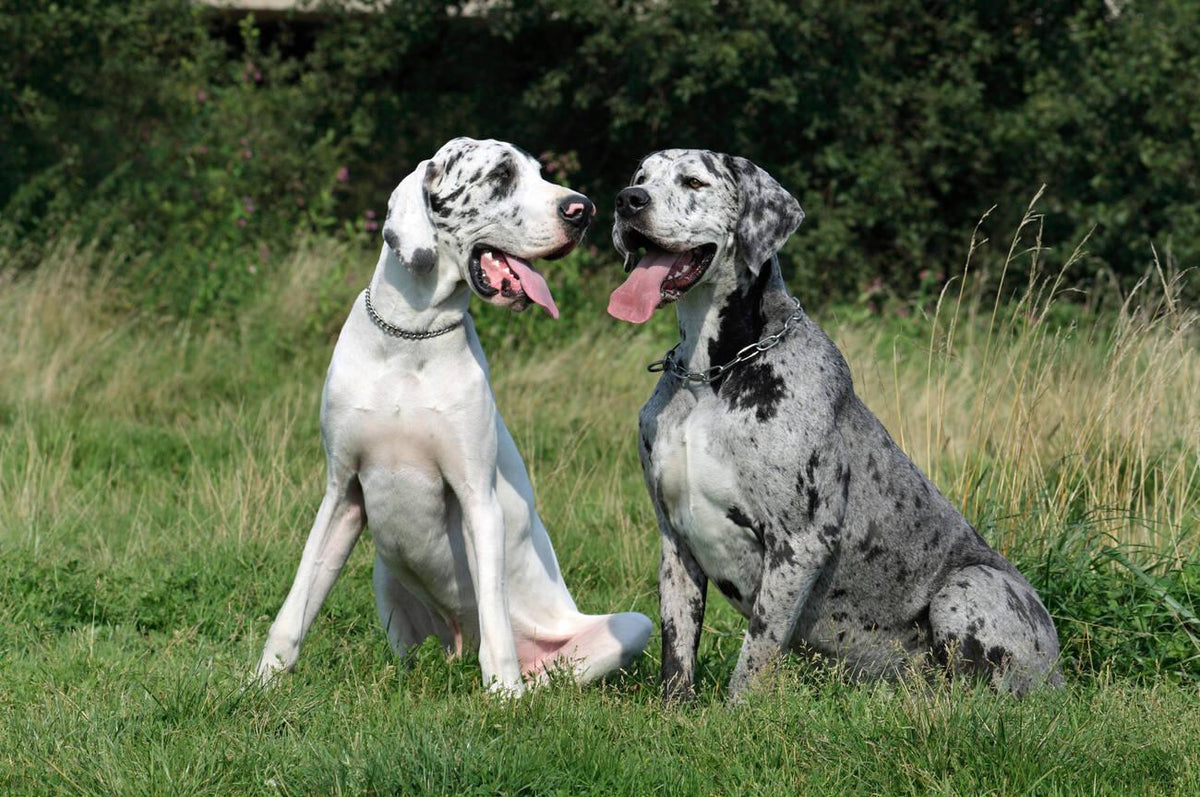Kurdish Turkish Kangal Dog