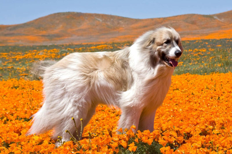 Great Pyrenees