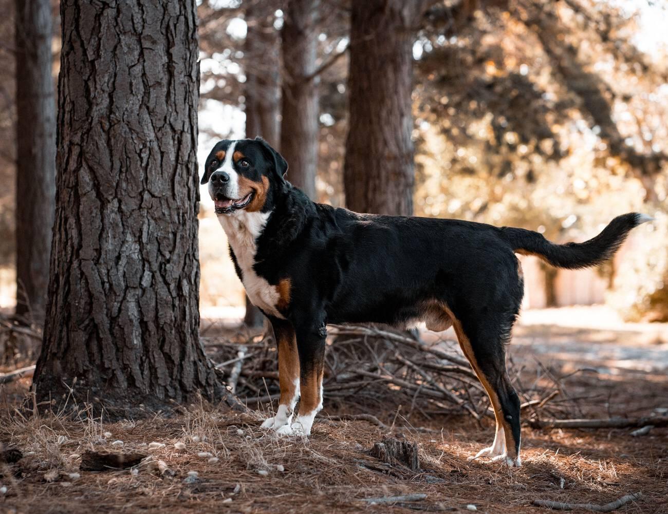 Greater Swiss Mountain Dog