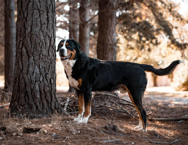 Greater Swiss Mountain Dog