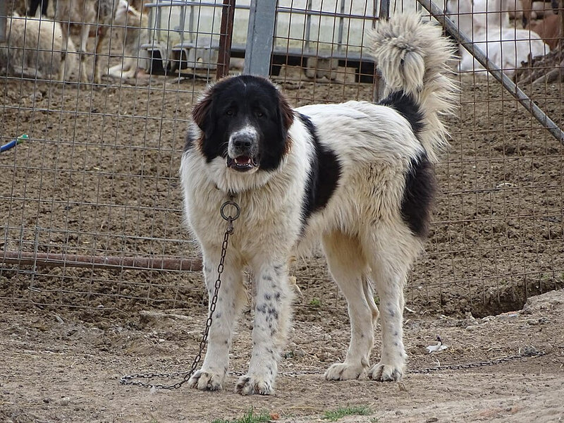 Greek Shepherd