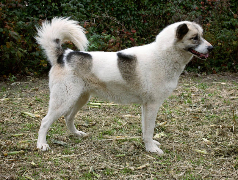 Greenland Dog