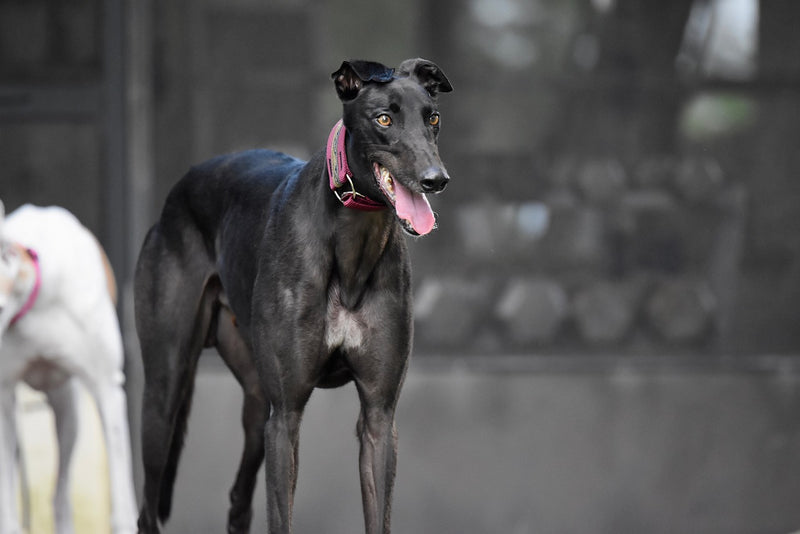 English Greyhound