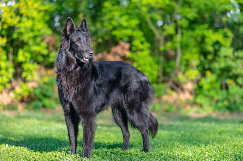 Belgian Groenendael
