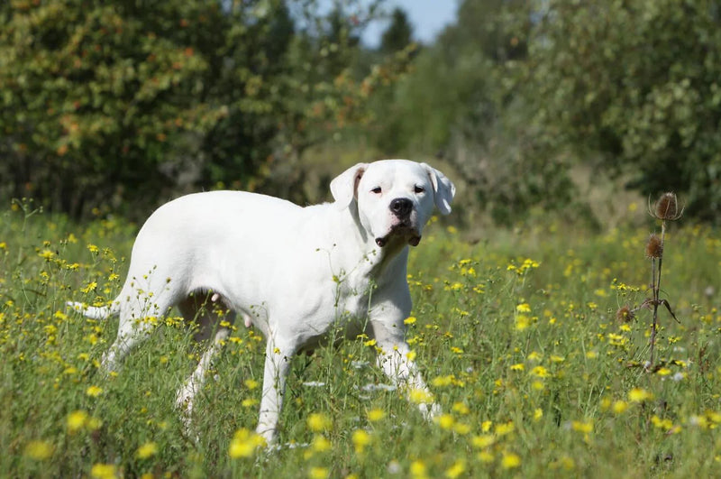 Dogo Guatemalteco