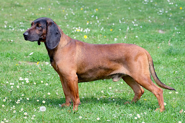 Hanover Hound