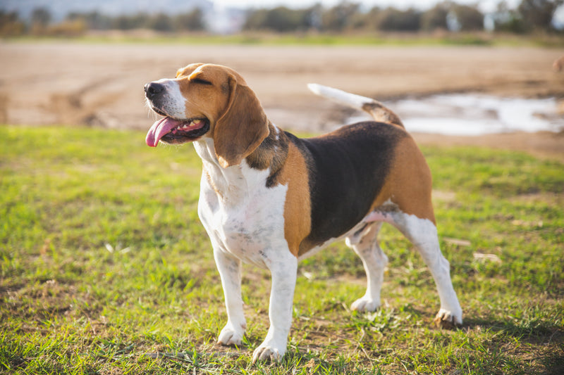 Beagle
