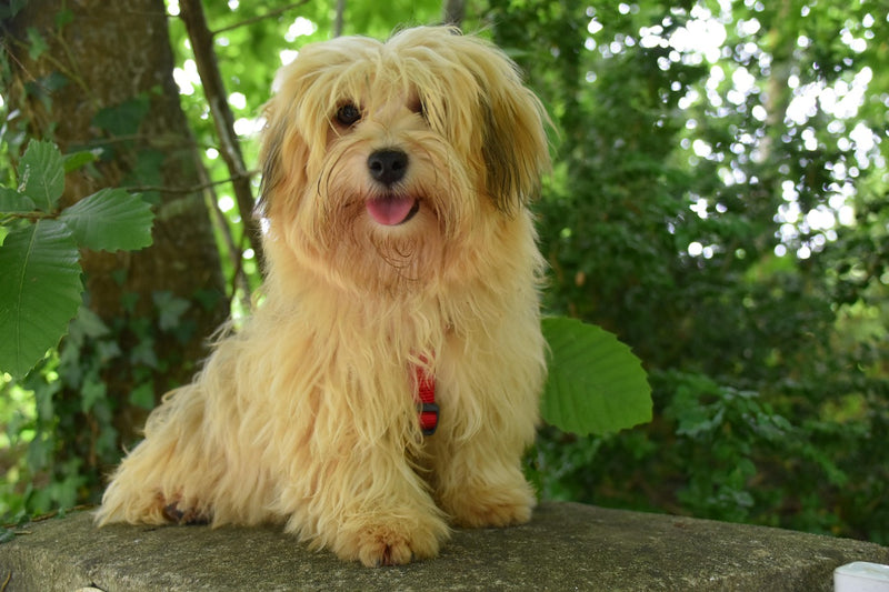 Havanese
