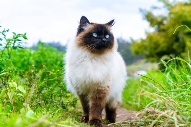 Himalayan