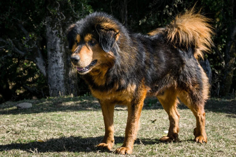 Himalayan Sheepdog