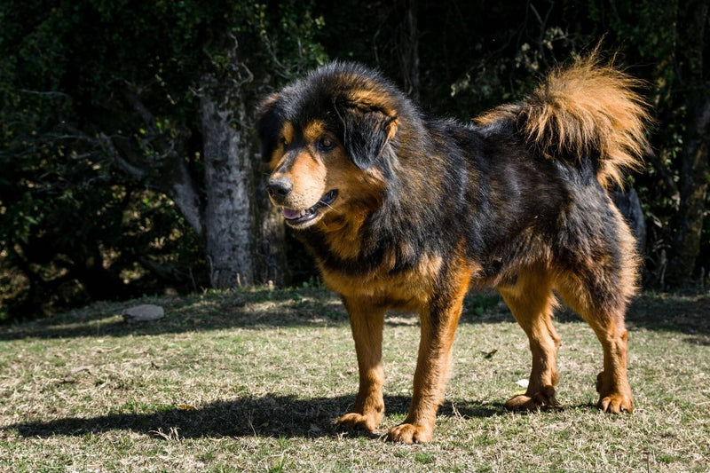 Himalayan Sheepdog