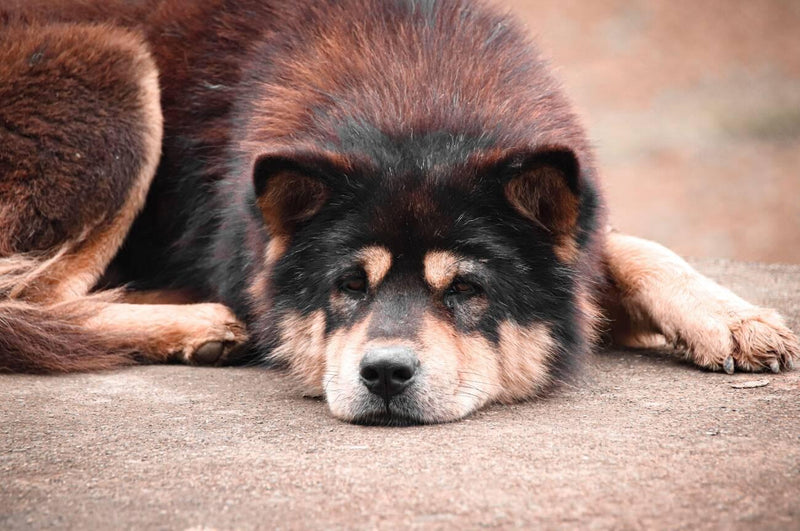 Hmong Bobtail