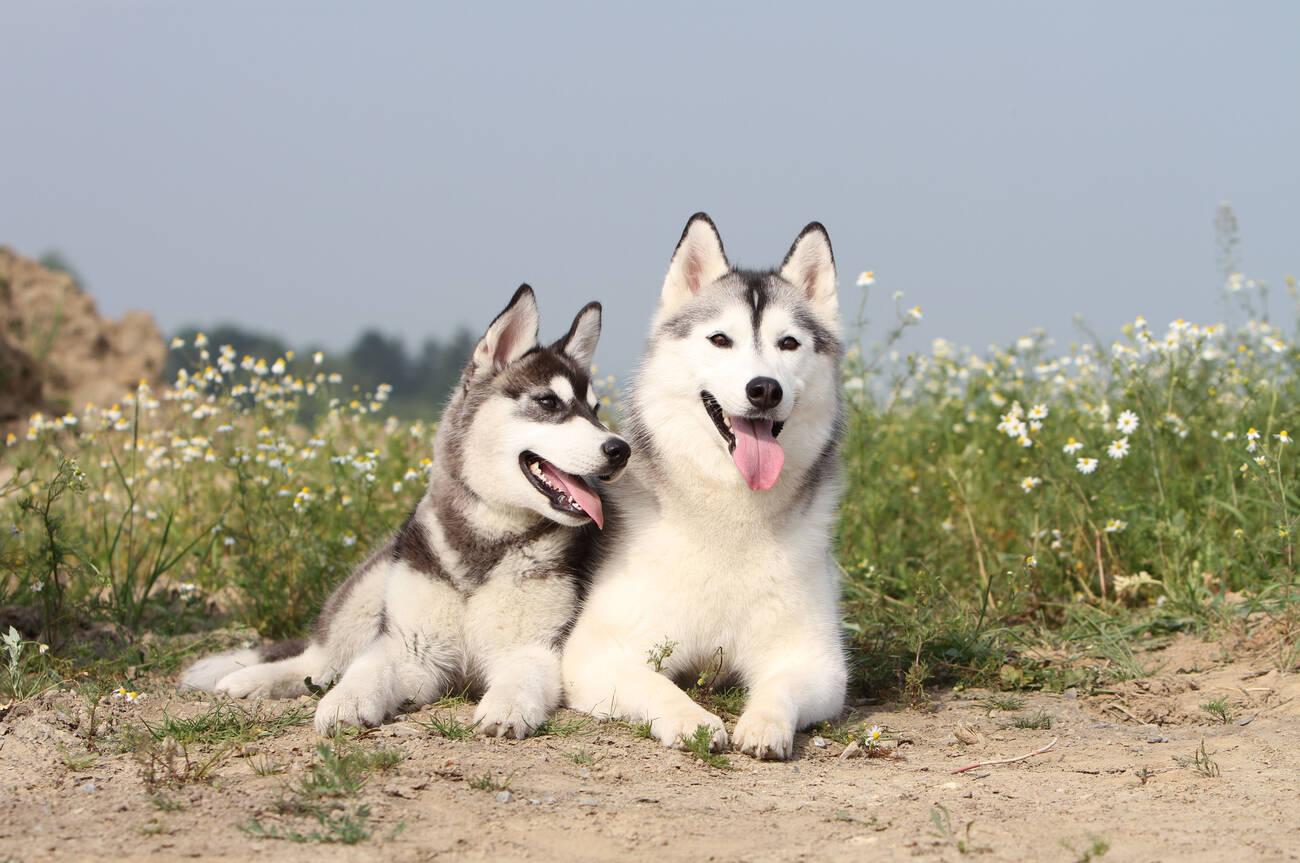 Things to consider before getting a Siberian Husky