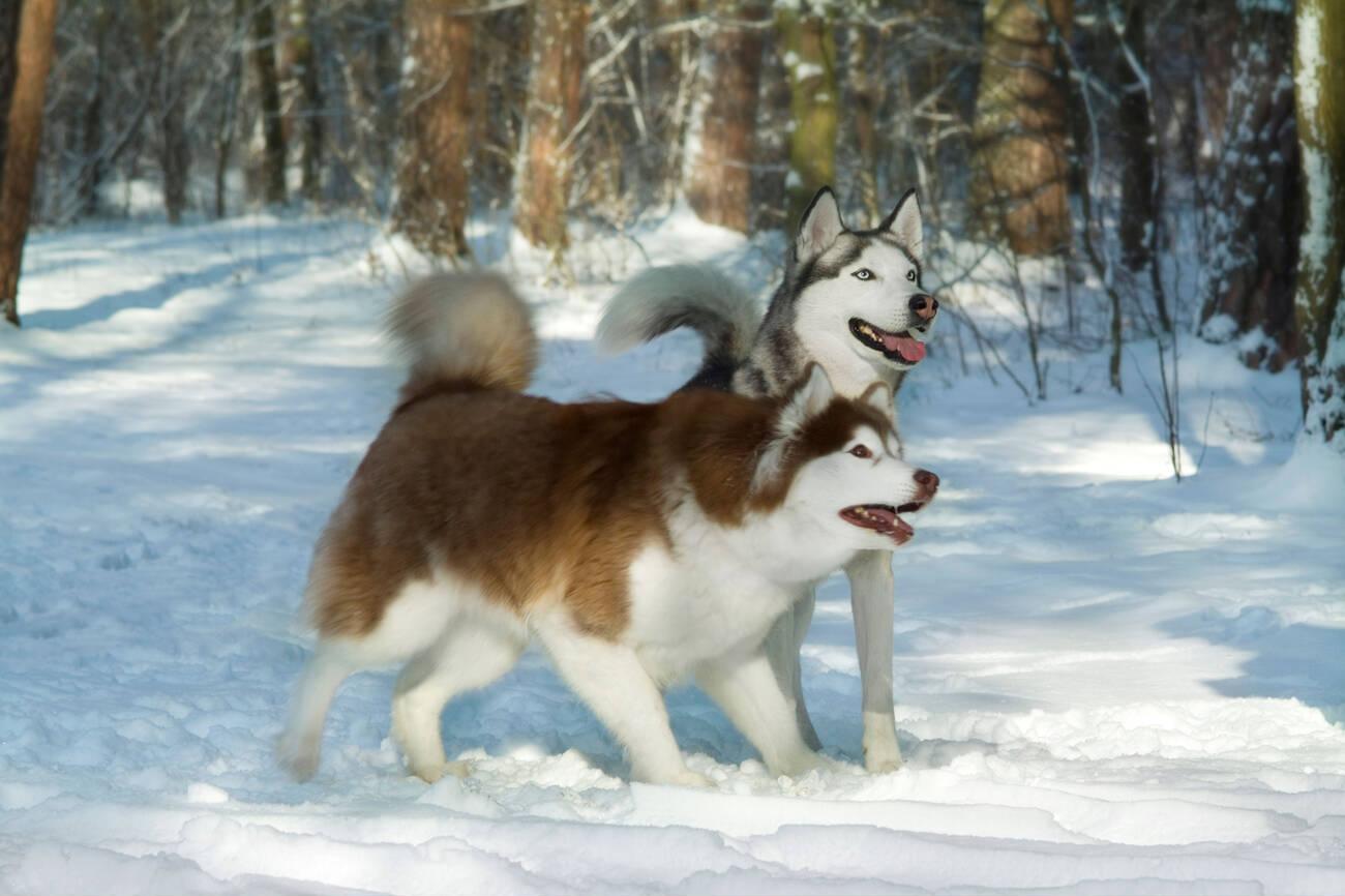 Food for your Siberian Husky