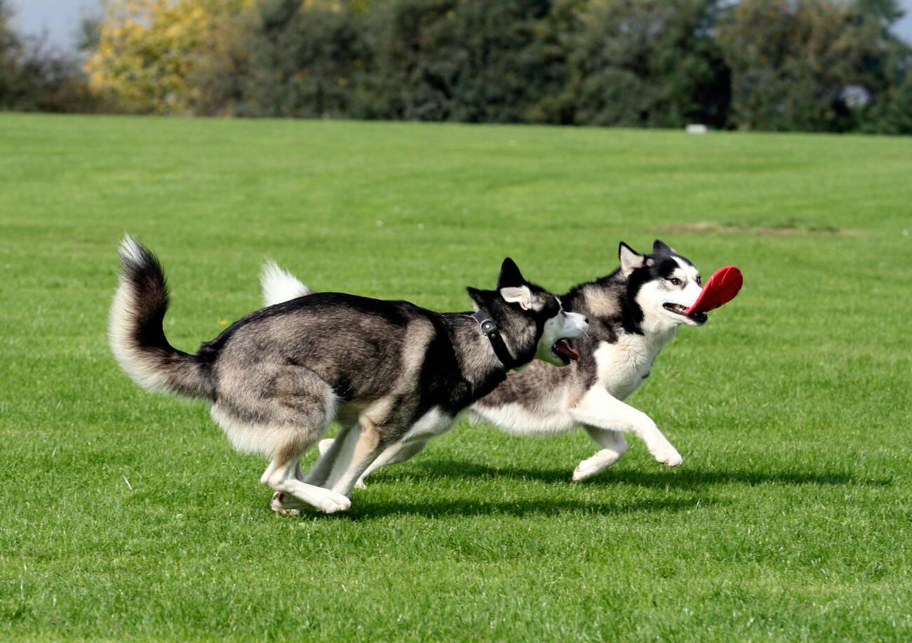 Exercising your Siberian Husky