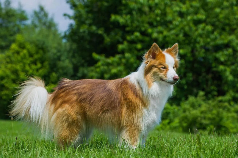 Icelandic Sheepdog