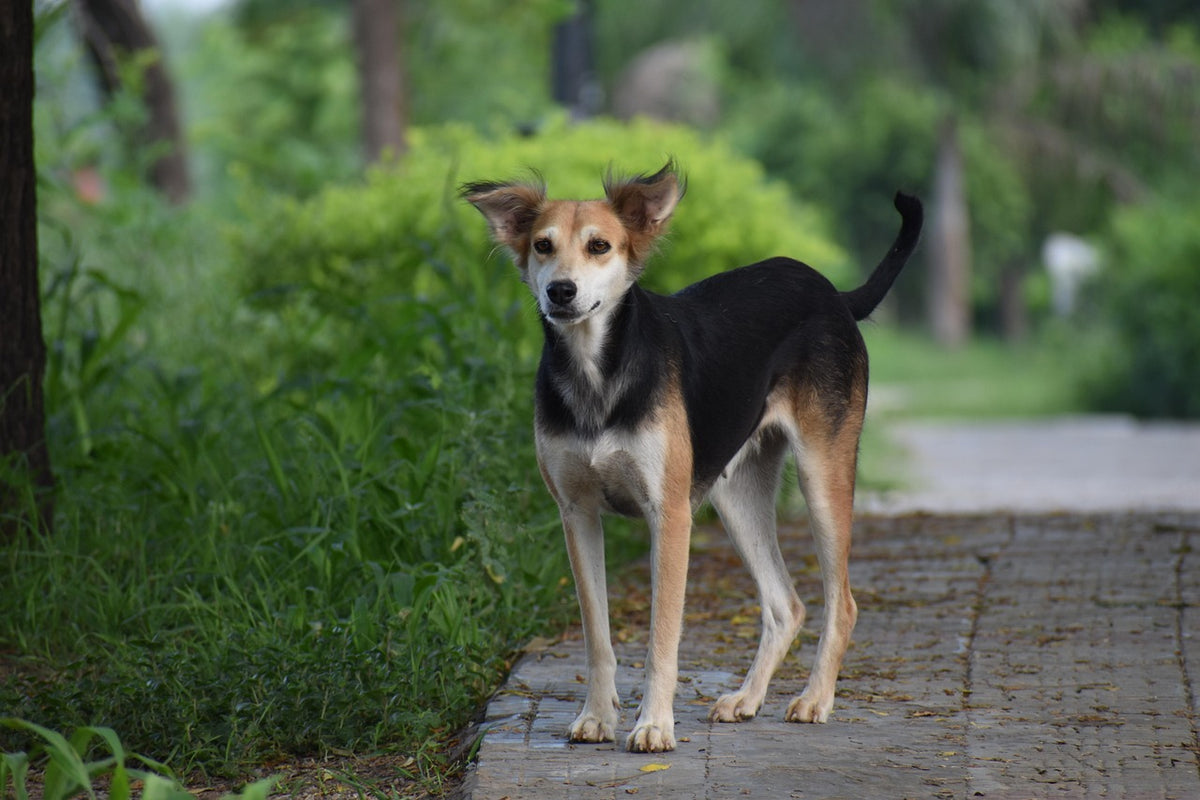 Indie Dog Desi Dog Indian Pariah Dog