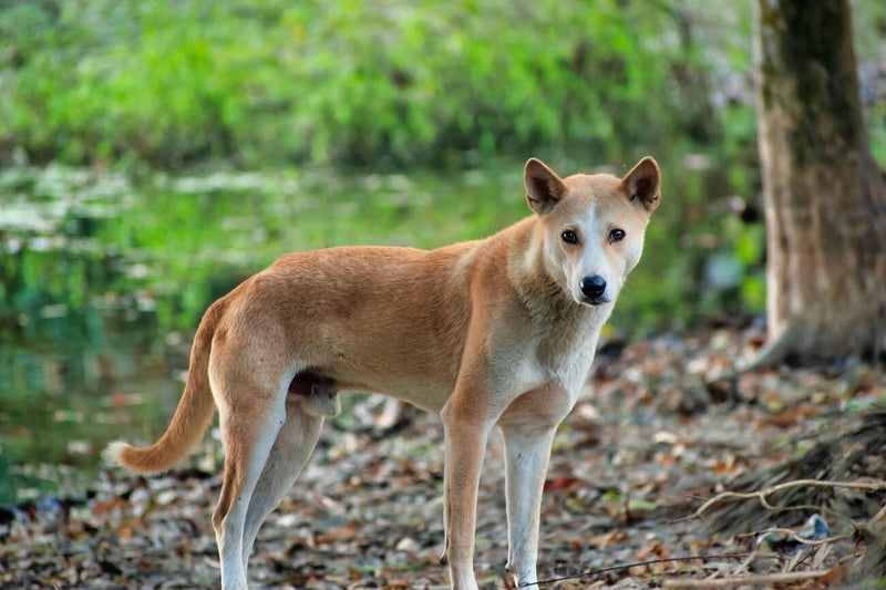 Indian Pariah Dog