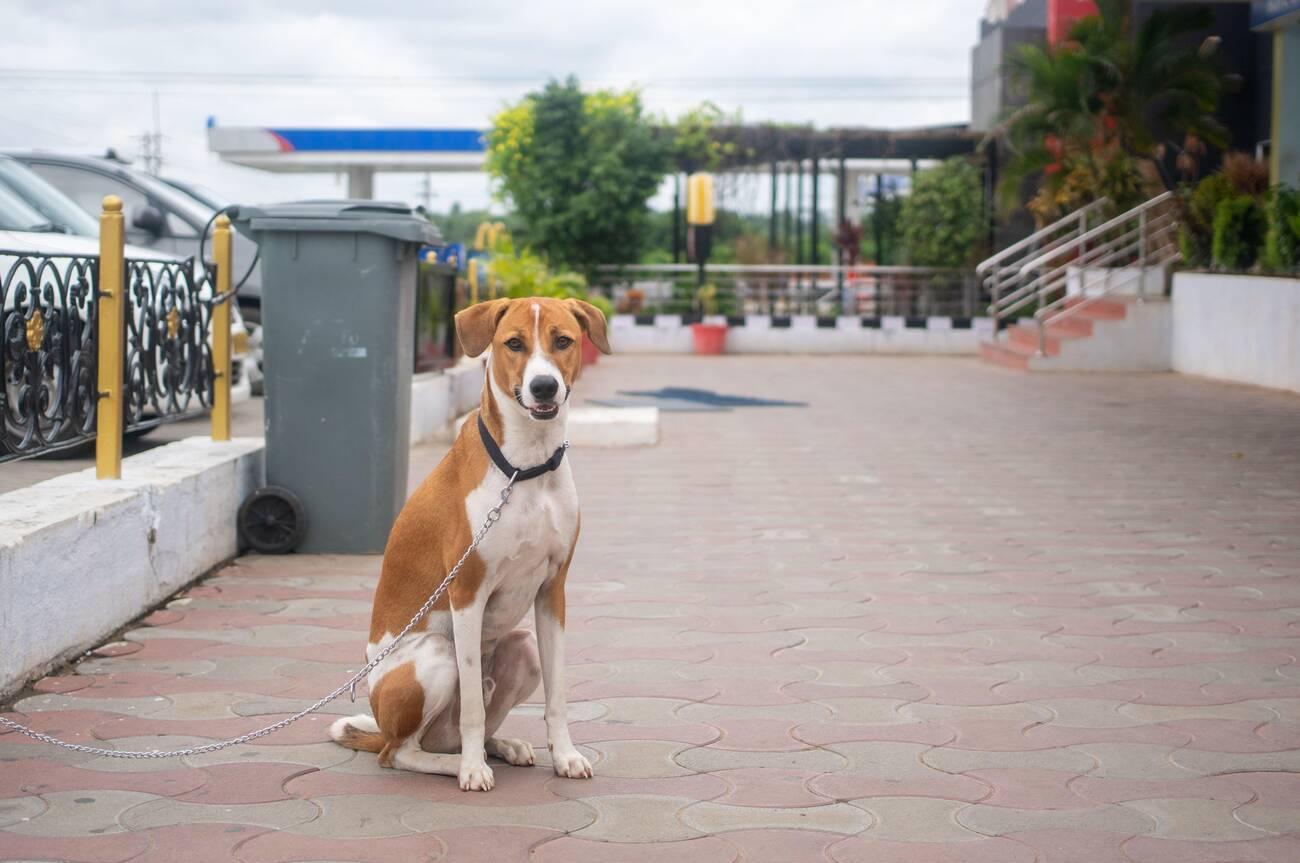 Indie