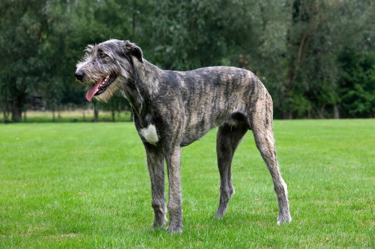 Irish Wolfhound