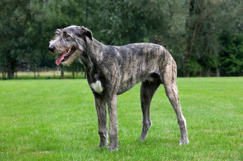 Irish Wolfhound
