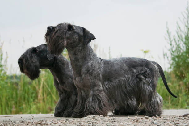 Cesky Terrier