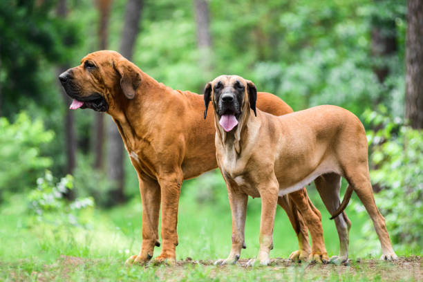 Fila Brasileiro (Brazilian Mastiff)