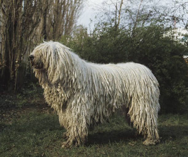 Komondor