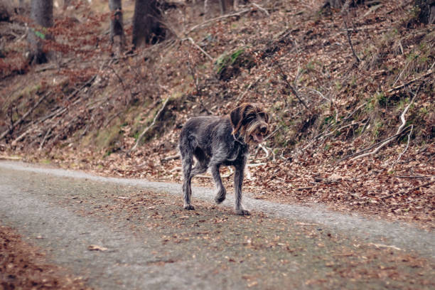 Bohemian Wirehaired Pointing Griffon (Český Fousek)