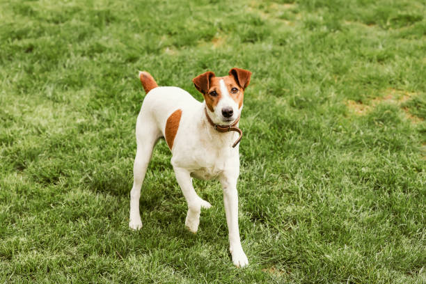 Smooth Fox Terrier