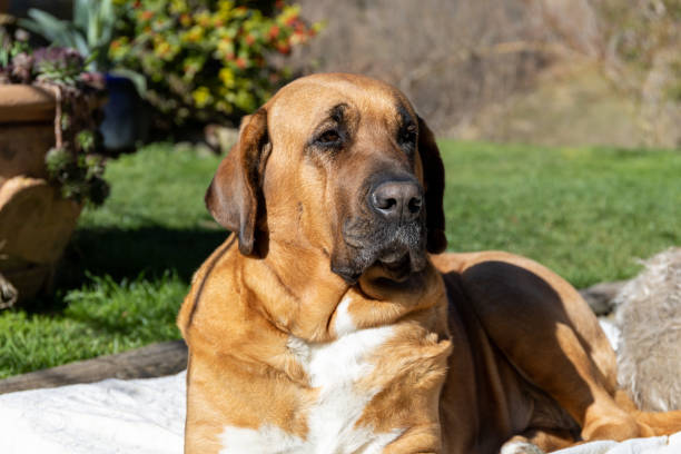 Broholmer (Dutch Mastiff)