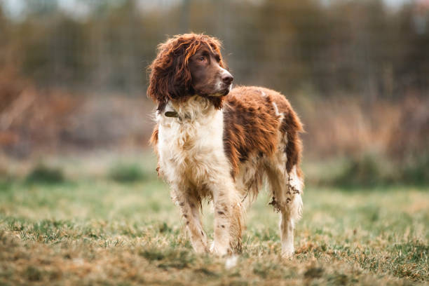 Field Spaniel