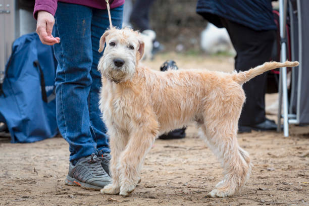 Irish Soft Coated Wheaten Terrier