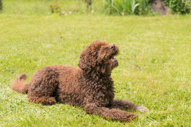 French Water Dog (Barbet)