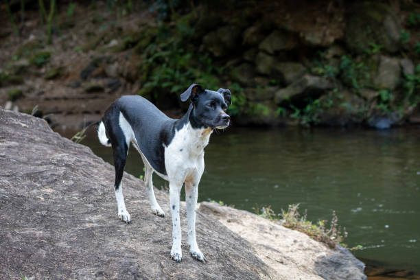 Brazilian Terrier