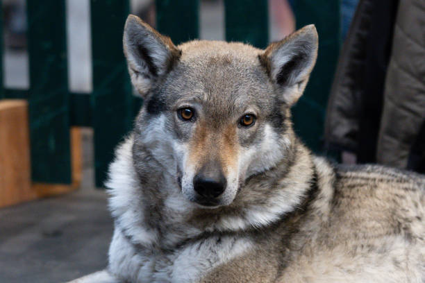 Wolf-dog