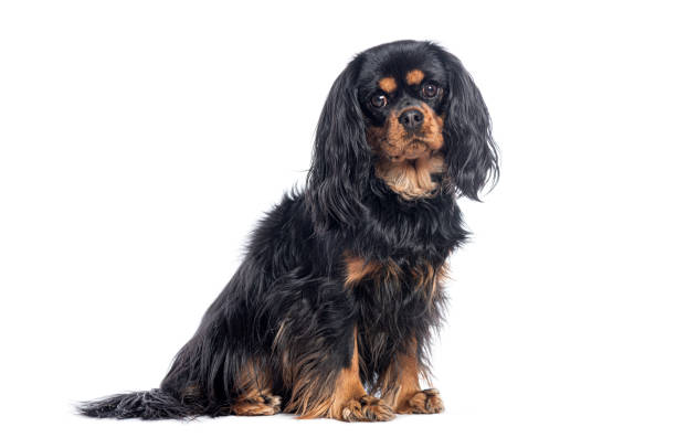 King Charles Spaniel