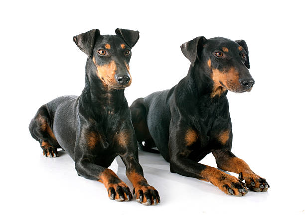 Manchester Terrier