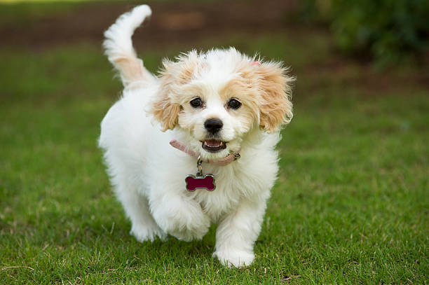Cavachon