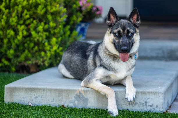 Gerberian Shepsky