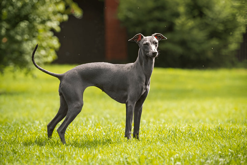 Italian Greyhound