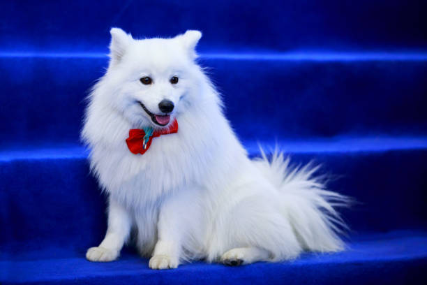 Italiano Spitz (Volpino Italiano)